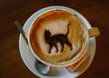 Odwiedź kocią kawiarnię w Poznaniu! Fot. Diogo Miranda / pexels.com