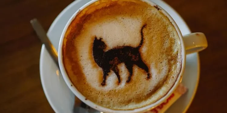 Odwiedź kocią kawiarnię w Poznaniu! Fot. Diogo Miranda / pexels.com