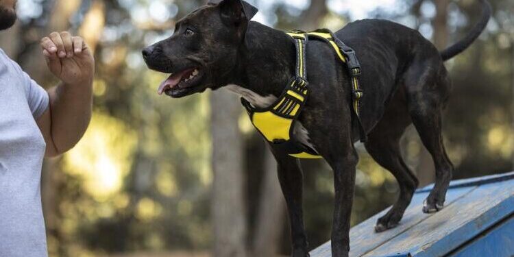 Już w listopadzie ponownie zawitają do Poznania 2 Międzynarodowe Wystawy Psów Rasowych, fot. pl.freepik.com