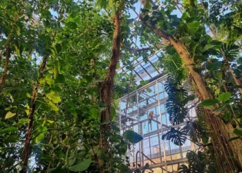 Palmiarnia Poznańska to świetny wybór niezależnie od pogody. Fot. Palmiarnia Poznań