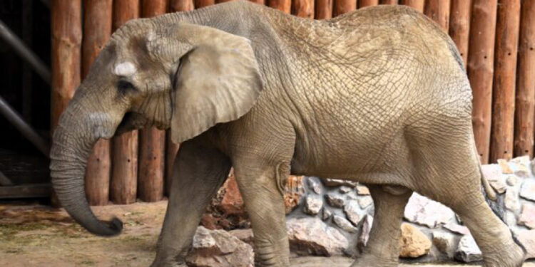 Słoń sawannowy to jedno ze zwierząt, które spotkamy w ZOO Poznań!/fot. zoo.poznan.pl