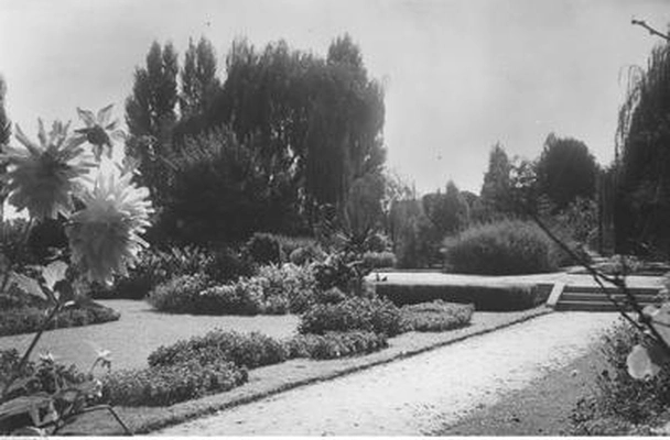Archiwalne zdjęcie alei różanej w Ogrodzie Botanicznym z 1937 roku.