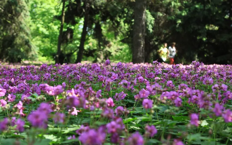 Kwiaty w Ogrodzie Botanicznym w Poznaniu