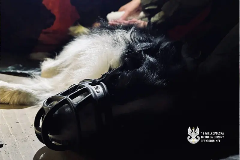 Wyjątkowe wyzwania dla zespołów K9